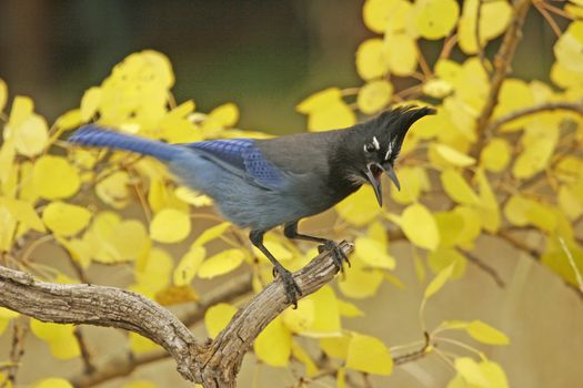 Steller's Jay (Cyanocitta stelleri) sitting on a tree