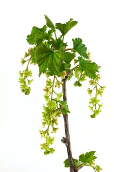 Currant branch isolated on white