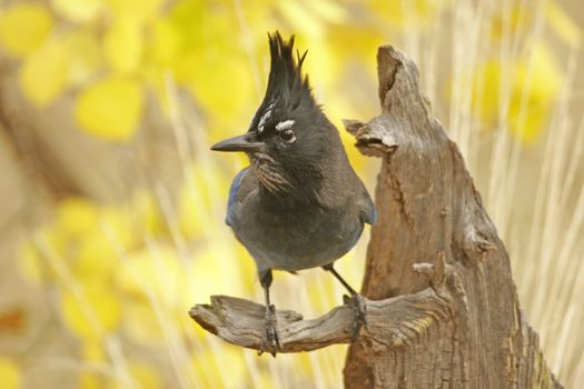 Steller's Jay (Cyanocitta stelleri) sitting on a tree