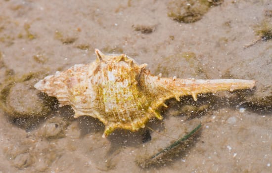 Hermit crab in its conch on the sand 
