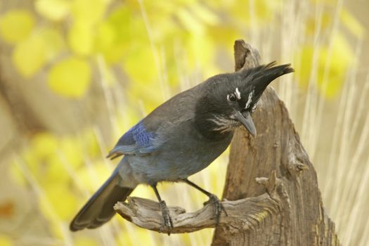 Steller's Jay (Cyanocitta stelleri) sitting on a tree