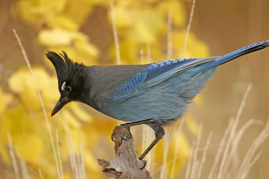 Steller's Jay (Cyanocitta stelleri) sitting on a tree