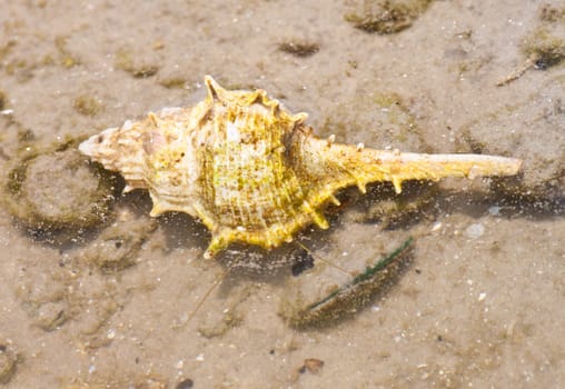 Hermit crab in its conch on the sand 
