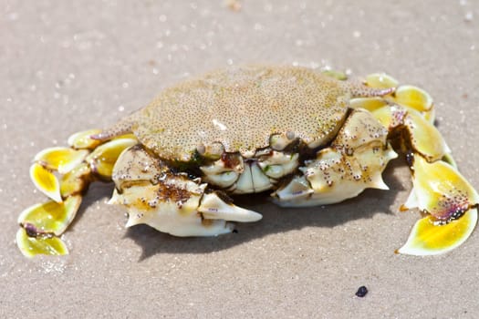 crab on the sand