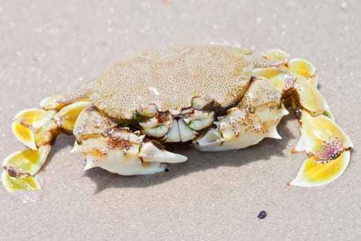 crab on the sand