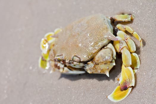 crab on the sand