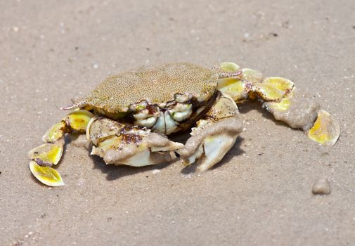 crab on the sand