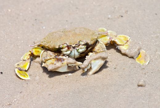 crab on the sand
