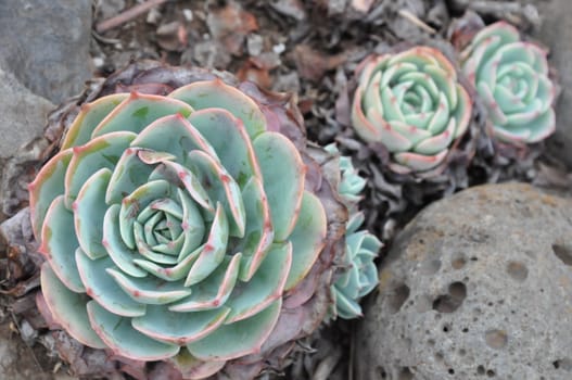 Hens and Chicks or House leek Succulent Plant