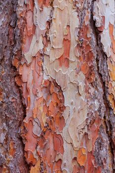 texture of pine closeup