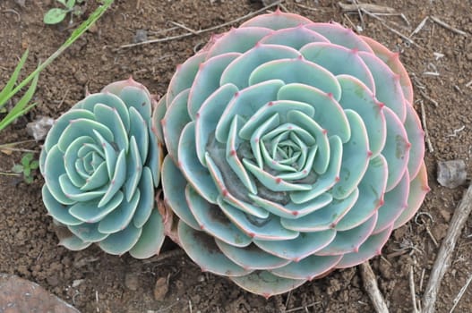 Hens and Chicks or House leek Succulent Plant