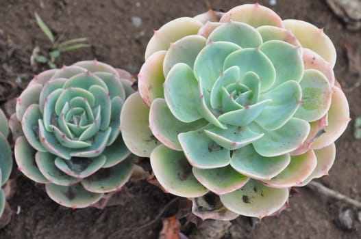 Hens and Chicks or House leek Succulent Plant