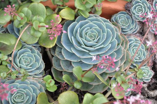 Hens and Chicks or House leek Succulent Plant