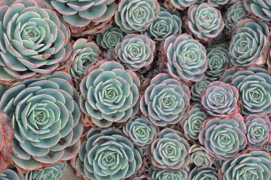 Hens and Chicks or House leek Succulent Plant