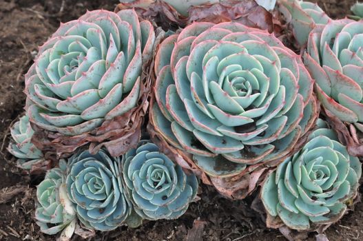 Hens and Chicks or House leek Succulent Plant