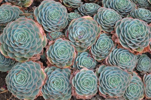 Hens and Chicks or House leek Succulent Plant