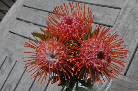 Beautiful Pincushion Flower