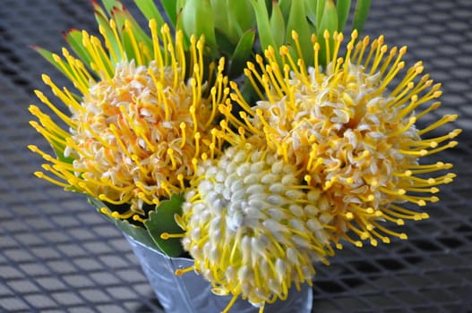 Beautiful Pincushion Flower