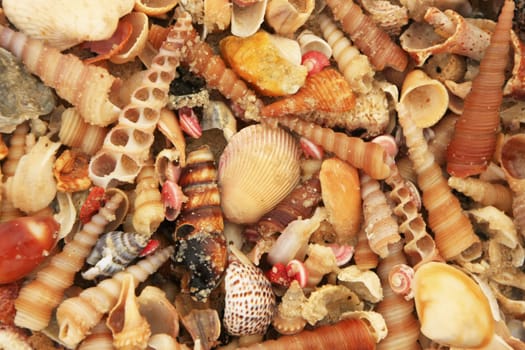 Variety of colorful sea shells