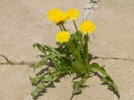 First spring dandelion flowers on a background of gray cracked concrete