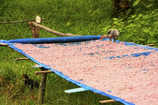 Table with dried shrimp in local village, Ream National Park, Cambodia, Southeast Asia