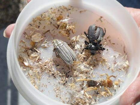 Bugs in a dish for a biology class.