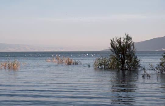 Kinneret. View of the Golan. Northern Israel. Spring.