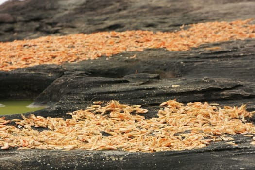 Table with dried shrimp in local village, Ream National Park, Cambodia, Southeast Asia