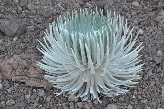 Ahinahina (Silversword) Plant at Haleakala, Hawaii