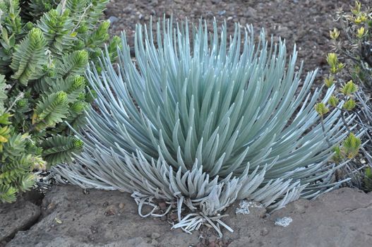 Ahinahina (Silversword) Plant at Haleakala, Hawaii