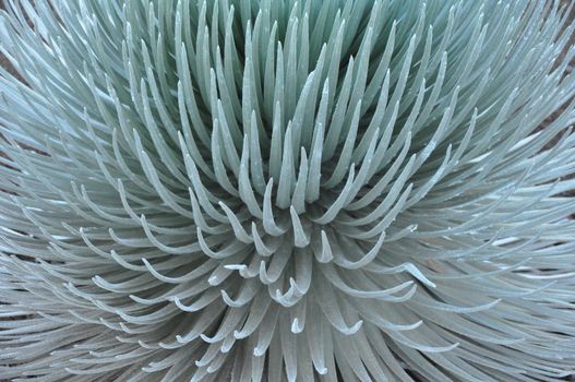 Ahinahina (Silversword) Plant at Haleakala, Hawaii