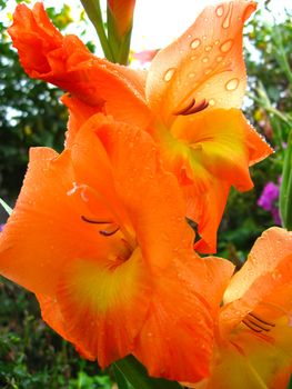 big and beautiful flower of yellow gladiolus