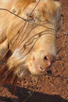 Goat on a Dairy Farm