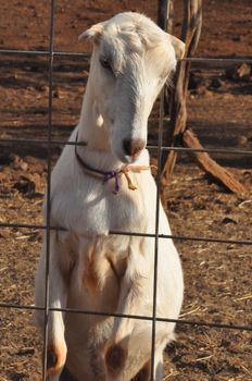 Goat on a Dairy Farm