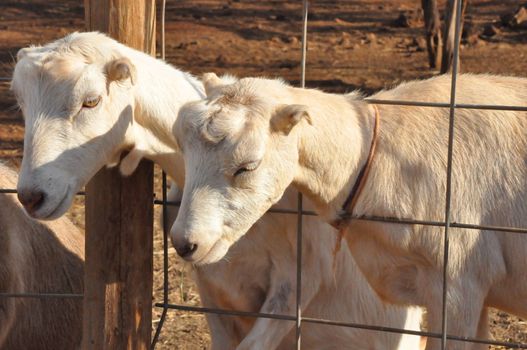 Goat on a Dairy Farm