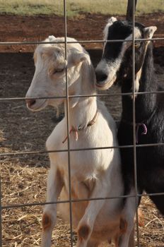 Goat on a Dairy Farm