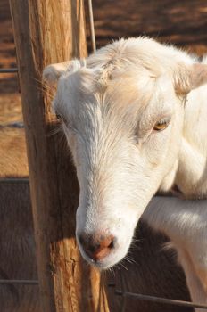 Goat on a Dairy Farm