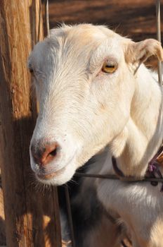 Goat on a Dairy Farm