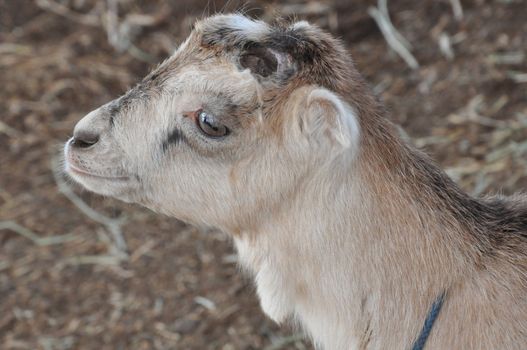 Goat on a Dairy Farm