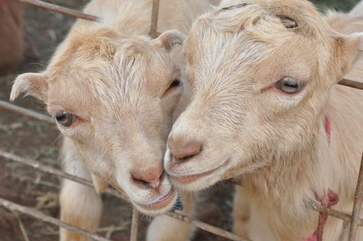 Goat on a Dairy Farm