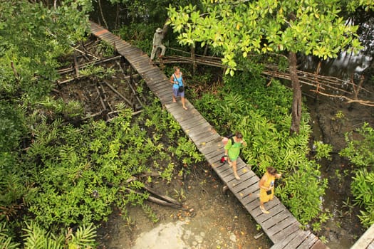 Wooden boardwalk in mangrove forest, Ream National Park, Cambodia, Southeast Asia