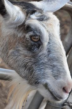 Goat on a Dairy Farm