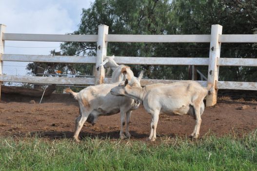 Goat on a Dairy Farm