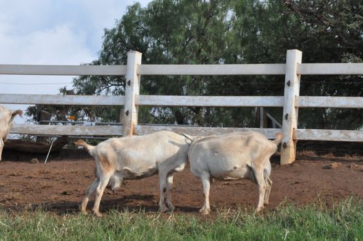 Goat on a Dairy Farm