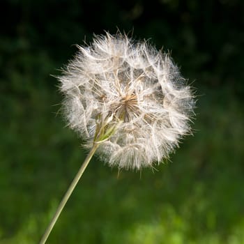 Lacy sparkling dandelion seed head on diagonal