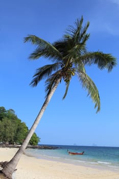 Coconut tree on blue sky