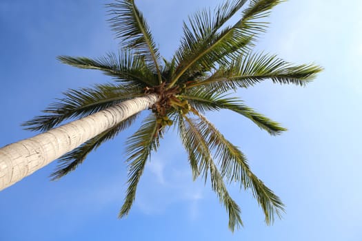 Coconut tree on blue sky