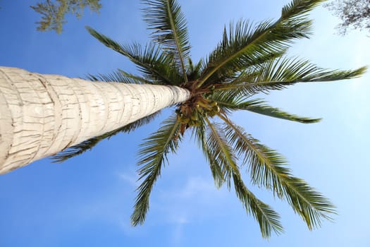 Coconut tree on blue sky