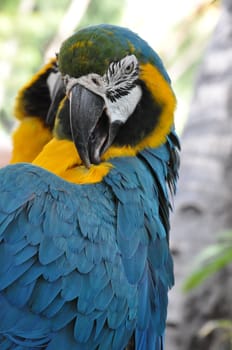 Tropical Parrot