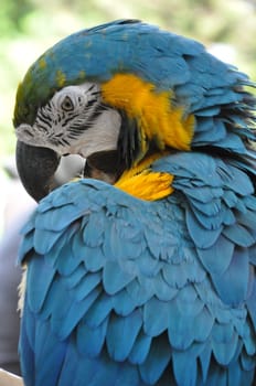 Tropical Parrot